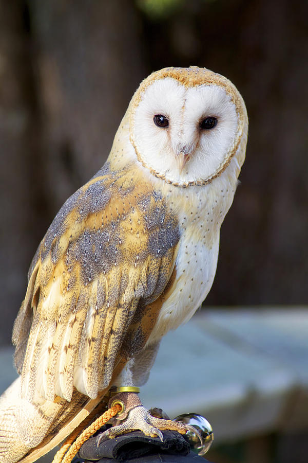 Tyto the Barn Owl Photograph by Julius Reque