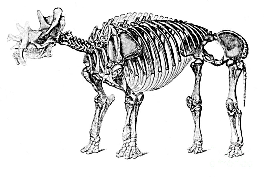 Prehistoric Photograph - Uintatherium,  Aka Dinoceras, Cenozoic by Science Source