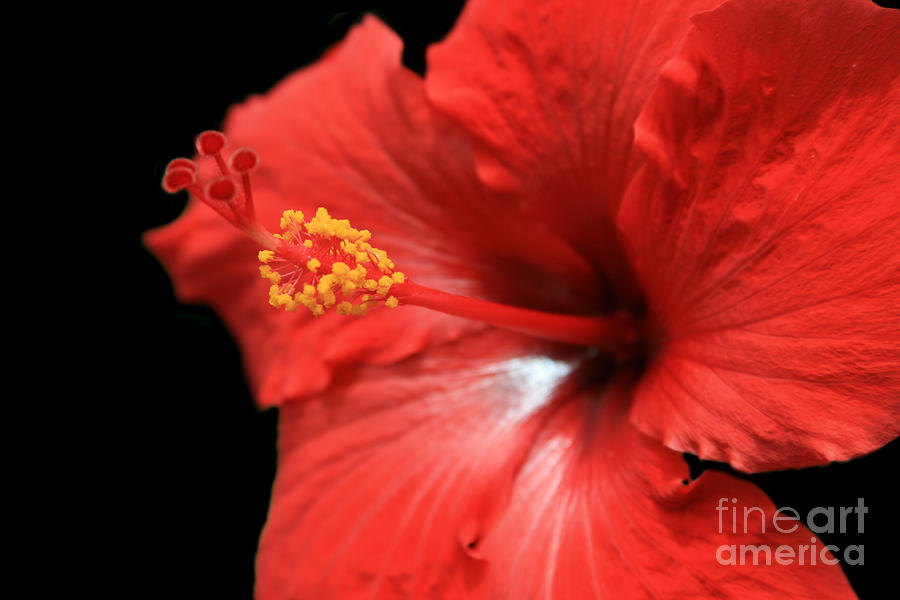 Ula Aloalo Hanohano for a Tropical State of Mind Red Hibiscus Photograph by Sharon Mau