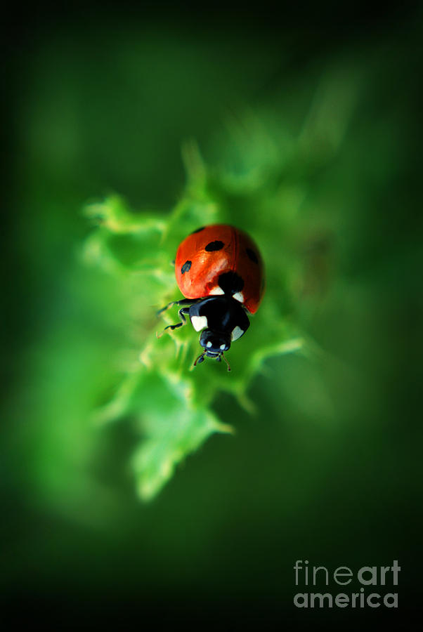 Ultra Electro Magnetic Single Ladybug Photograph by Yhun Suarez