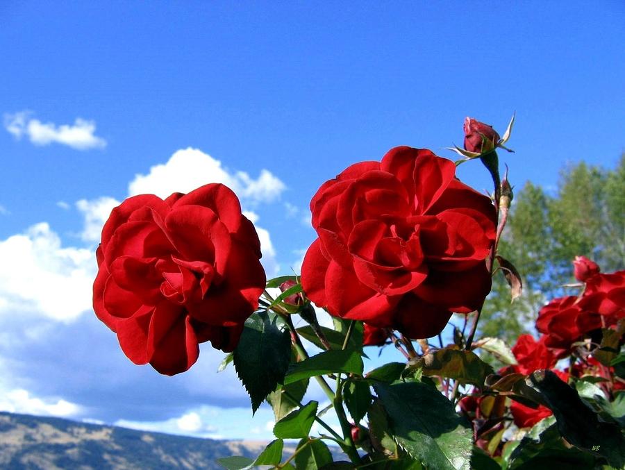 Ultra-Red Roses Photograph by Will Borden