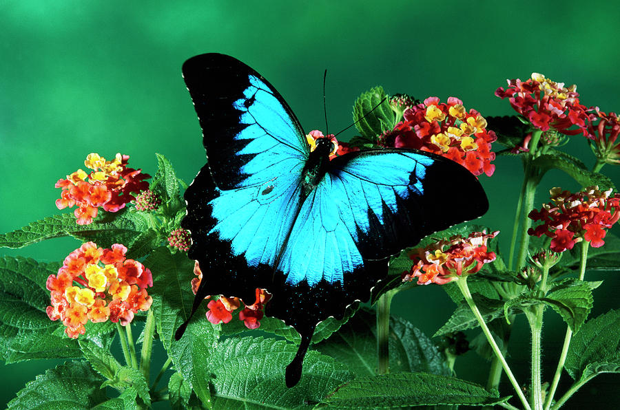 Ulysses Butterfly Papilio Ulysses Photograph by Michael & Patricia Fogden