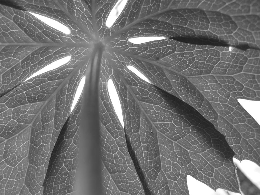 Umbrella in black-and-white by JD Grimes Umbrella in black-and-white by JD Grimes
