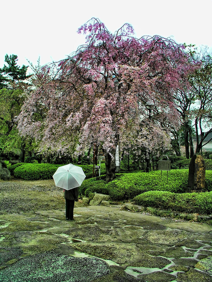 Umbrella with Cherry Blossoms Photograph by Helaine Cummins