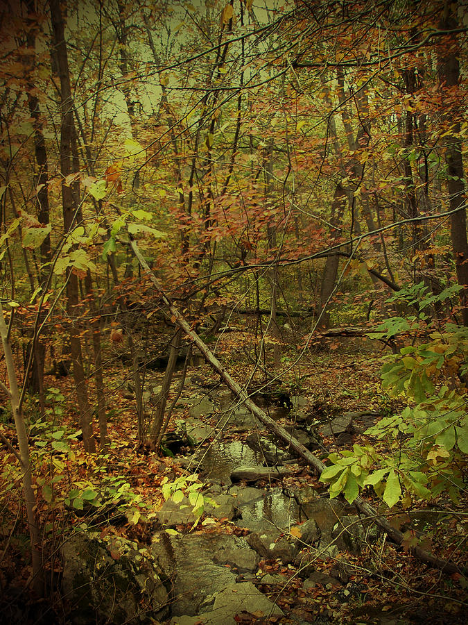 Fall Photograph - Unami Creek Feeder Stream in Autumn - Green Lane PA by Carol Senske