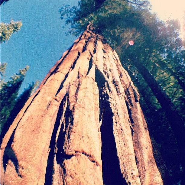 Yosemite National Park Photograph - Unbelievable. #redwood #yosemite #tree by Allison Faulkner