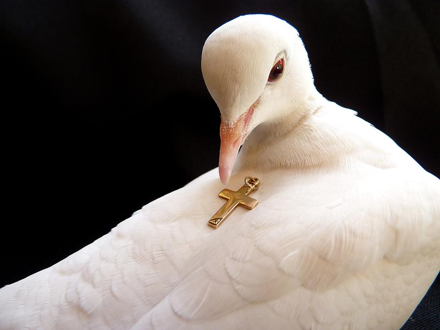 Dove Photograph - Unconditional Love by Andrea Lightfoot.