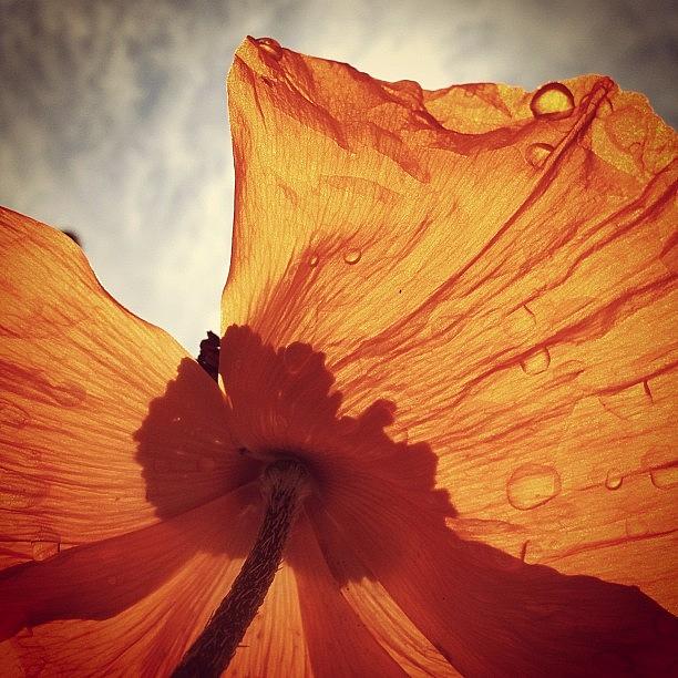 Spring Photograph - Under A Poppy Parasail by Angela Josephine