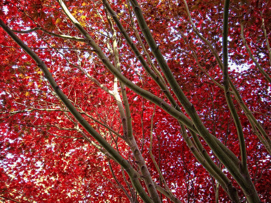 Under A Red Canopy Photograph by Donna Blackhall