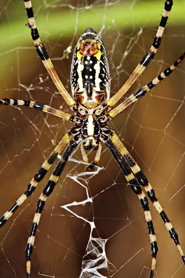 Under Spider Photograph by Nick  Shirghio