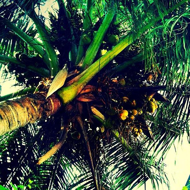 Instagram Photograph - Under The Coconut Palm #instagram by Abid Saeed