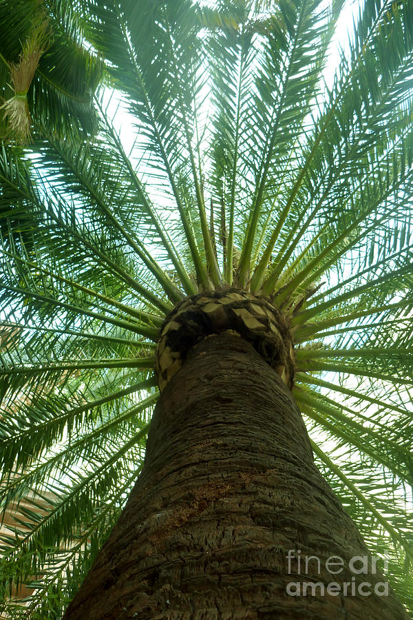 Under The Lone Palm Photograph by Bibhash Chaudhuri