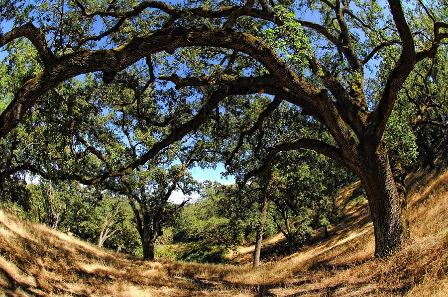 Under The Oak Canopy Photograph by Donna Blackhall