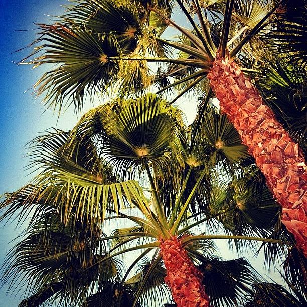 Summer Photograph - under The Palm Trees by Heather Meader
