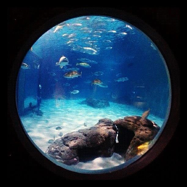 Fish Photograph - Under The Sea ;) #instatrip #aquarium by Kika Verde