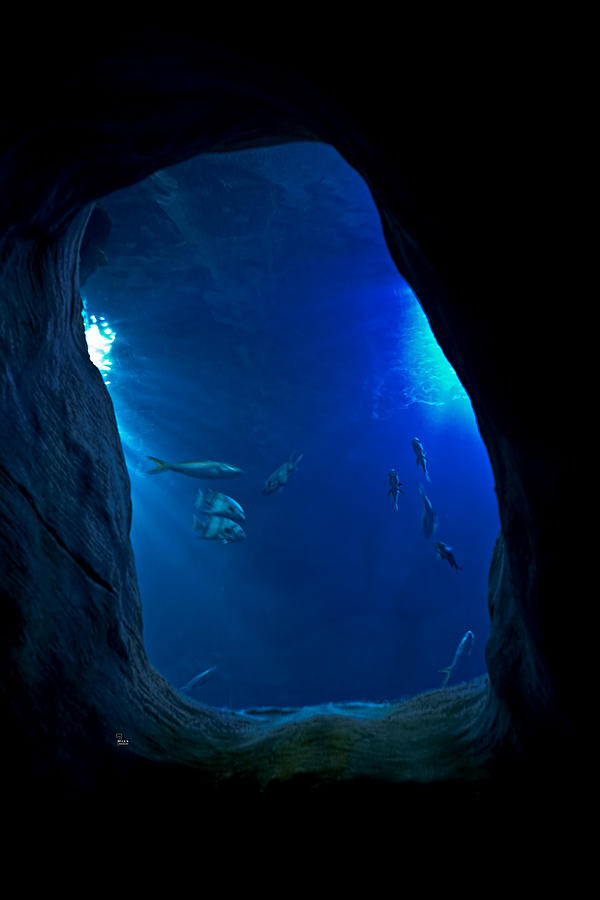 Fish Photograph - Under The Sea by Jason Blalock