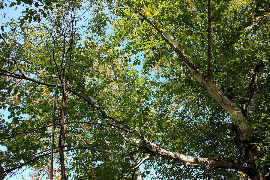 Under the spreading branches of a Birch Tree Photograph by Jim Sauchyn