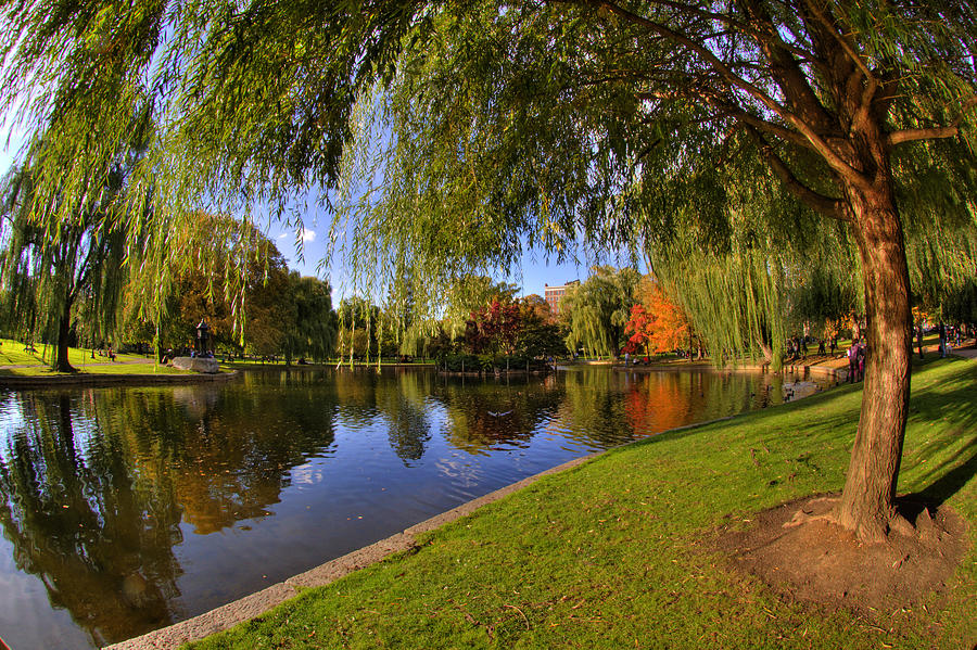 Under the Willow Photograph by Joann Vitali