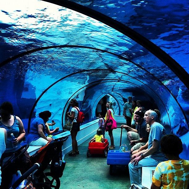 Aquarium Photograph - Under Water #aquarium #picoftheday by Carlos Shabo