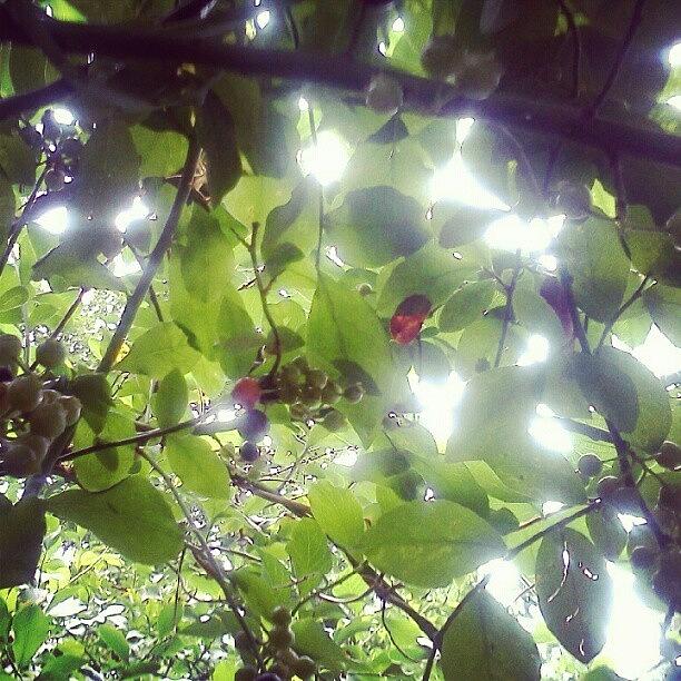 Underneath A Blueberry Bush Photograph by Beth Jones