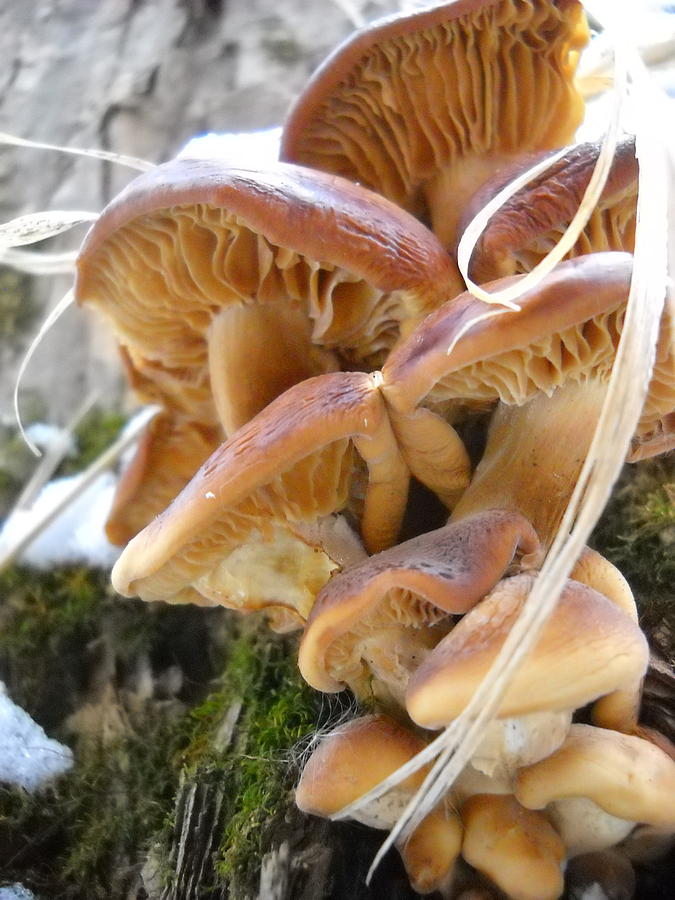 Underside of Mushrooms Photograph by Kent Lorentzen