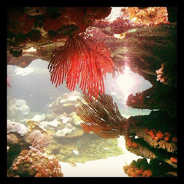 Westernaustralia Photograph - #underwater #coral #aqua #perth by Kristie Brown
