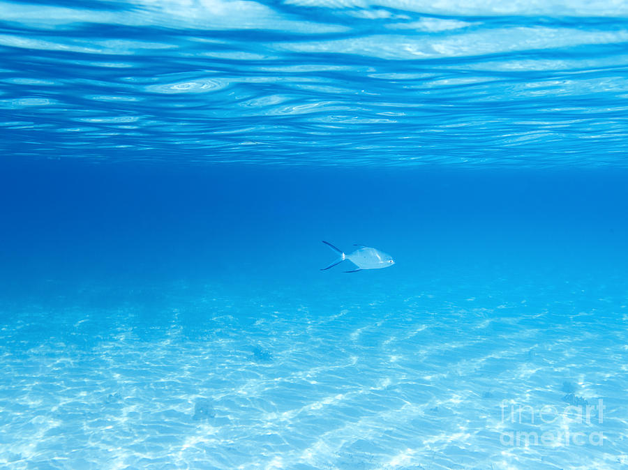 Underwater Photograph