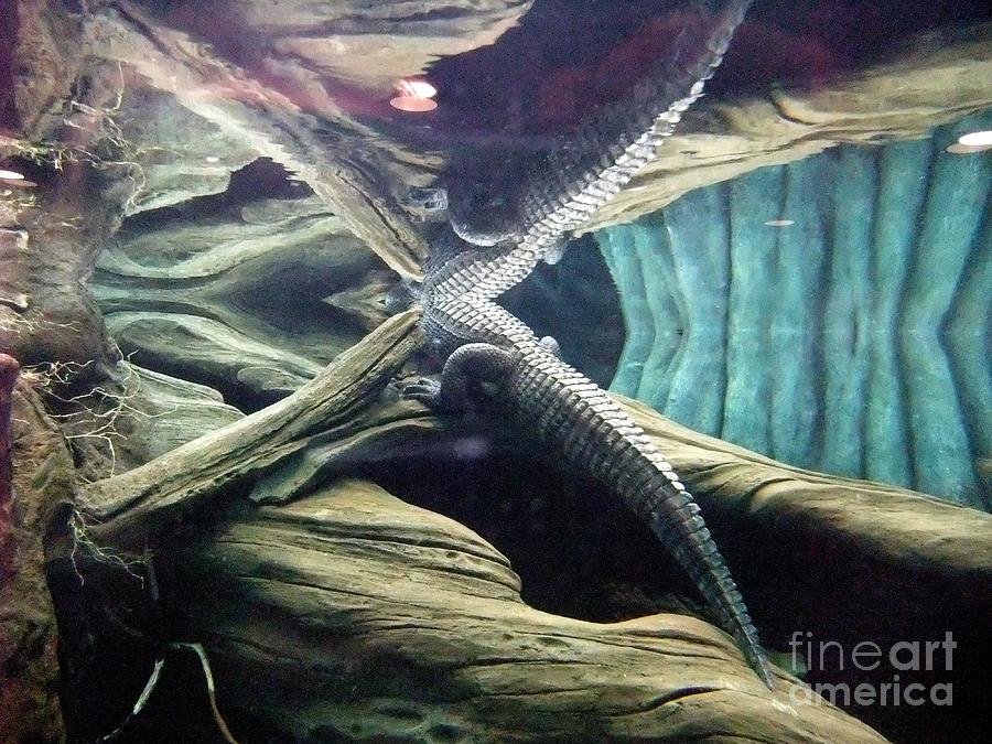 Nature Photograph - Underwater Reflection of an Alligator Surfacing by Jim Fitzpatrick