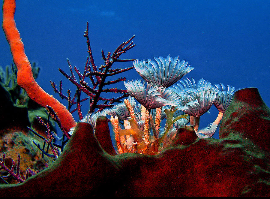 Underwater scenic Photograph by Jean Noren