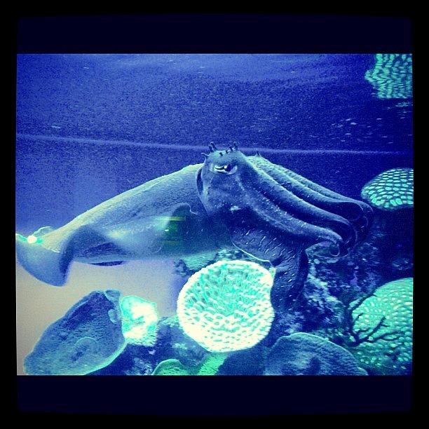 Fish Photograph - #underwater #undersea #cuttlefish #fish by Kristie Brown