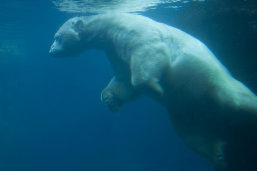 Color Image Photograph - Underwater View Of A Polar Swimming by Ralph Lee Hopkins Color Image Photograph - Underwater View Of A Polar Swimming by Ralph Lee Hopkins