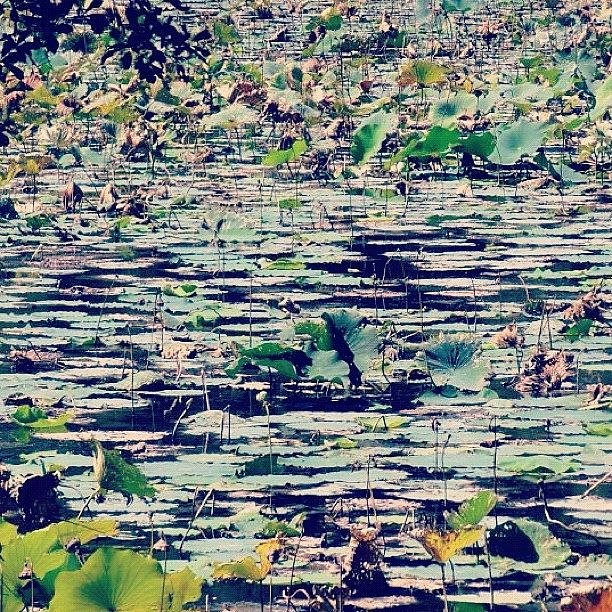 Nature Photograph - Unfiltered #instagood #huntsville by Thomas Hallmark