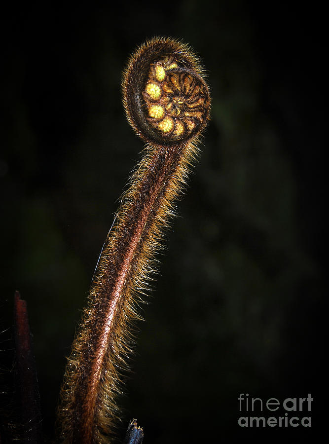 Unfolding fern frond Photograph by Fran Woods