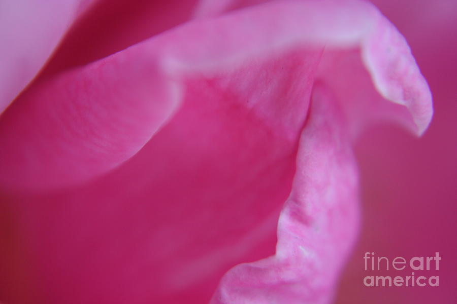 Nature Photograph - Unfolding by Heather Applegate