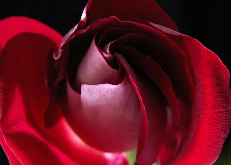 Unfolding Rose Photograph by Nancy Griswold