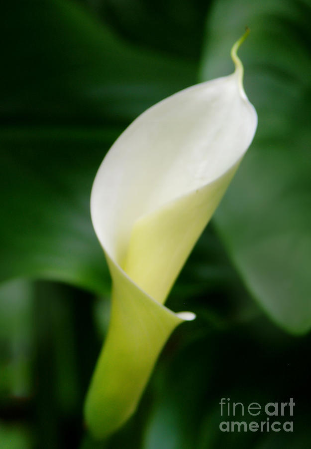 Unfurl Photograph by Norma Warden - Fine Art America