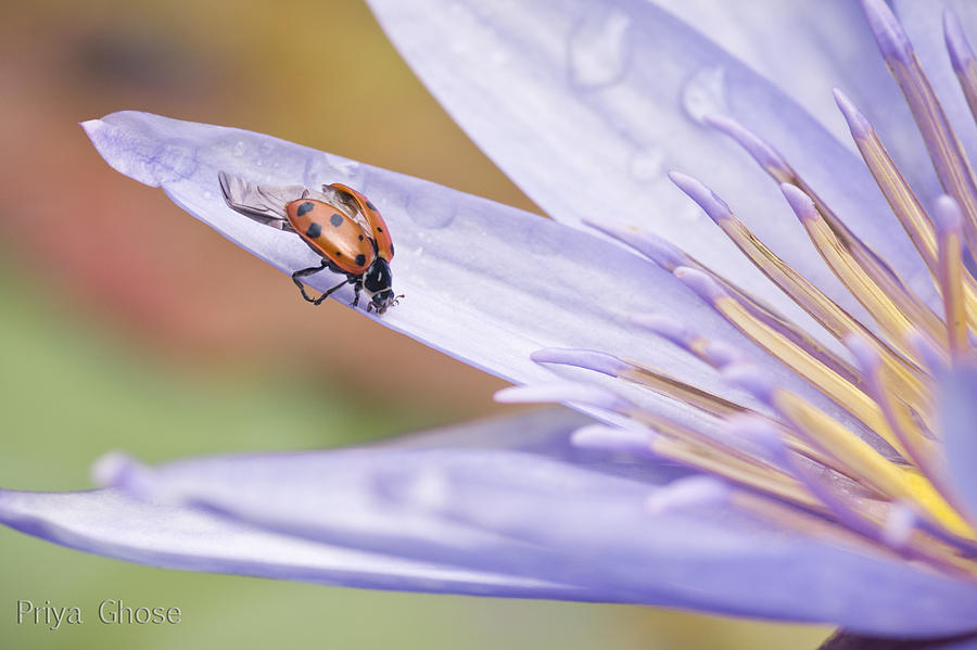 Ladybug Photograph - Unfurling For Flight by Priya Ghose