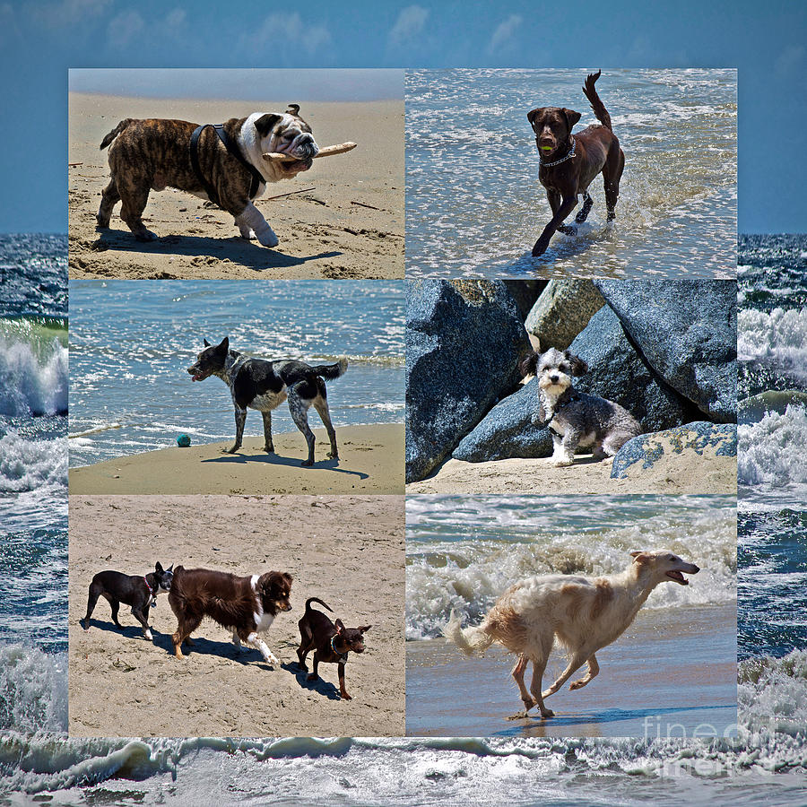 Dog Photograph - Uninhibited Creatures by Gwyn Newcombe