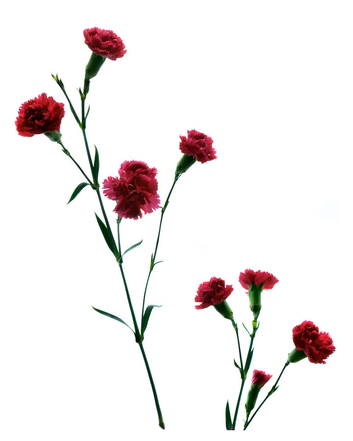 Union Of Carnations Photograph by Terence Davis
