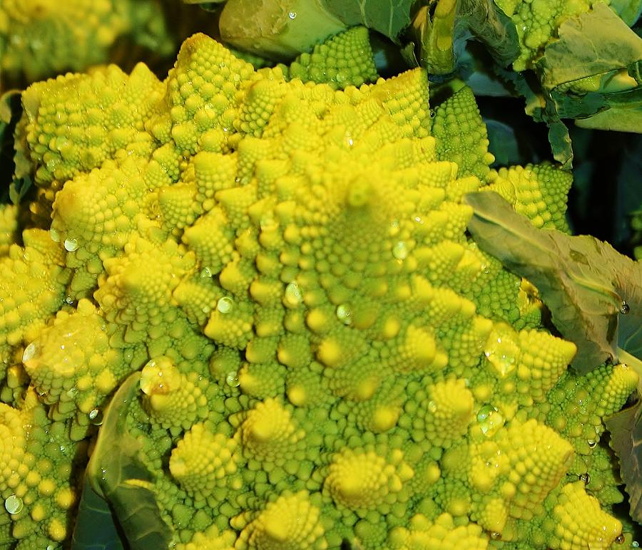 Broccoli Photograph - Unique Broccoli by Bruce Bley