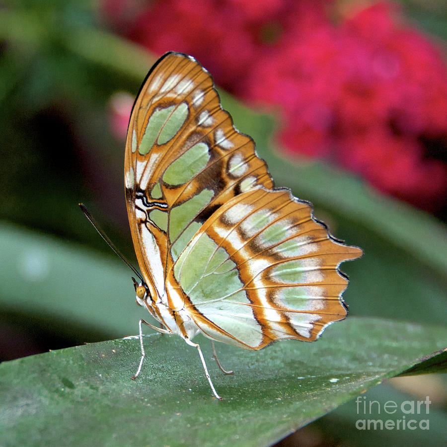 Unique Butterfly Photograph by Jason Waugh - Pixels