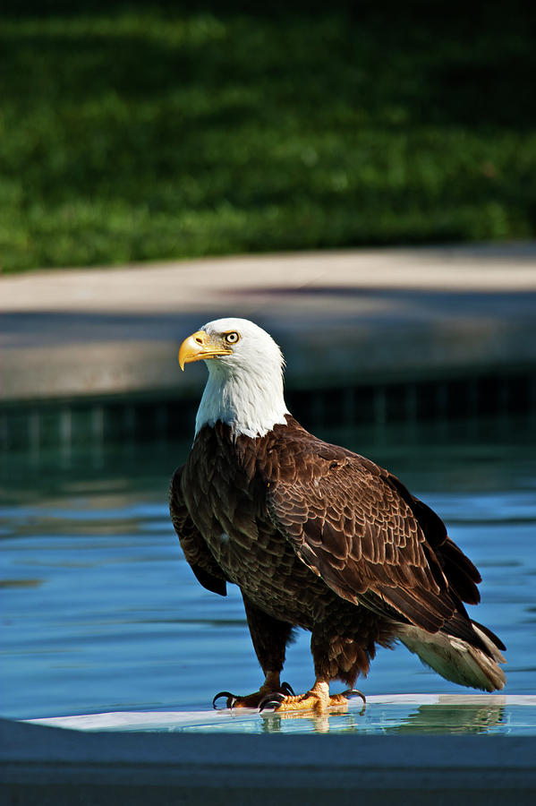 United States Bird Photograph by Nick  Shirghio