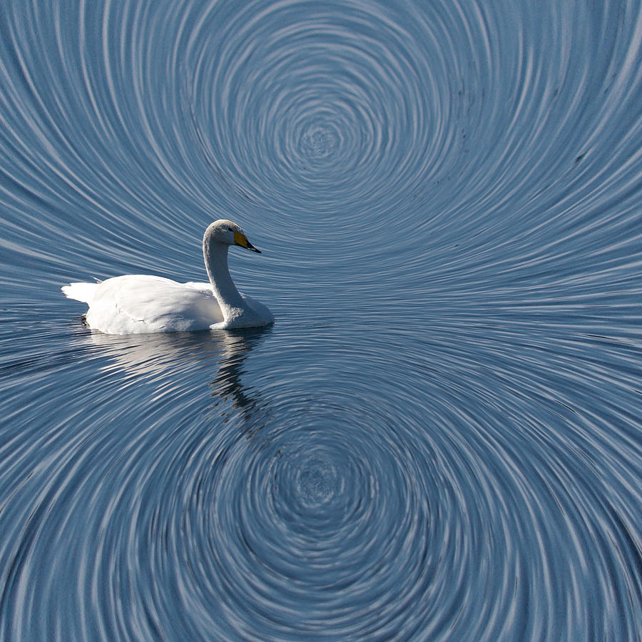 Universal Swan Photograph