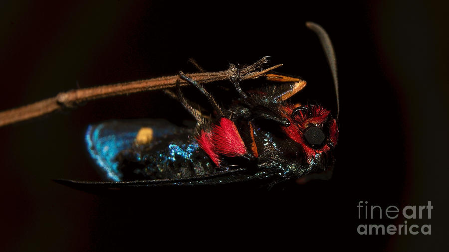 Unknown moth Photograph by Mareko Marciniak