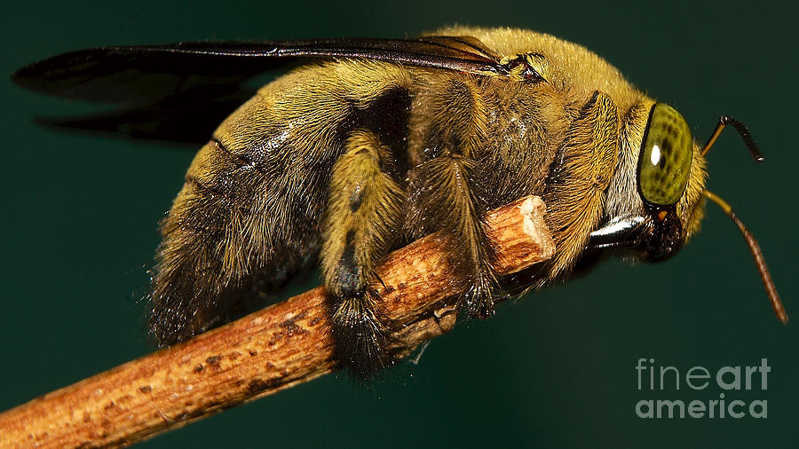 Unknown wild bee Photograph by Mareko Marciniak