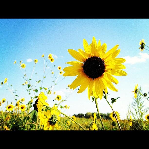 Sunflower Photograph - #unl #mead #research #station by Supat Rattanasuksun