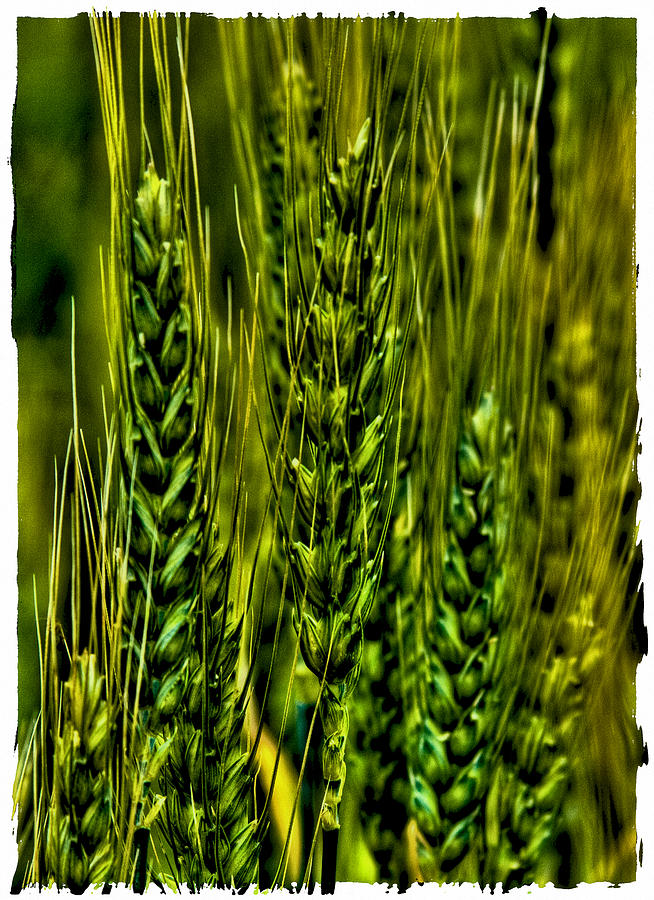 Unripened Wheat Photograph by David Patterson