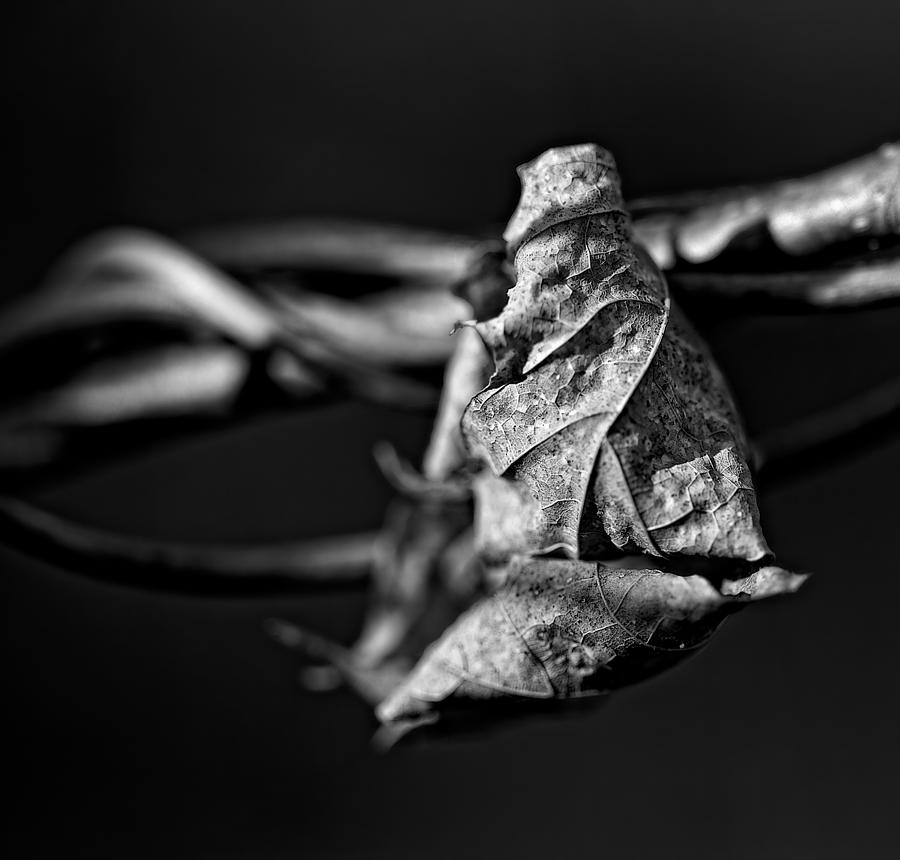 Leaf Photograph - Untitled by David Wynia Leaf Photograph - Untitled by David Wynia