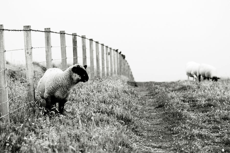 Sheep Photograph - Untitled by Laura Melis