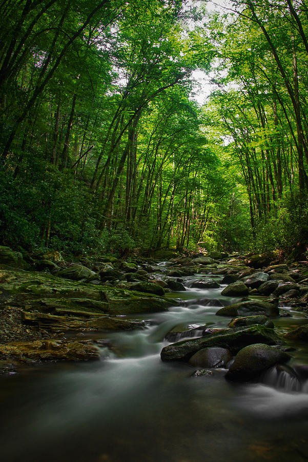 Nature Photograph - Untouched in the Great Smoky Mountains National Park by Karen Lawson